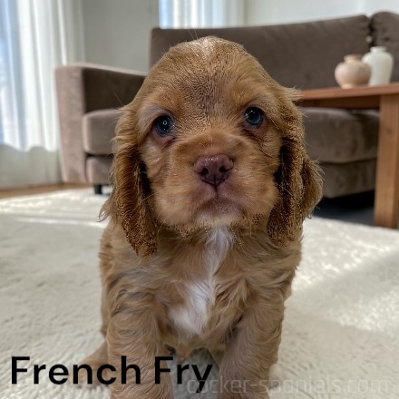 puppy, for, sale, Cocker Spaniel, Joe & Cherri  Overlease, dog, breeder, Miller, MO, dog-breeder, puppy-for-sale, forsale, nearby, find, puppyfind, locator, puppylocator, aca